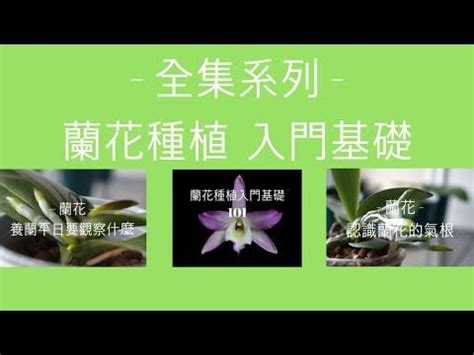 種蘭花材料|蘭花種植必學指南：大師教你輕鬆養出美麗蘭花 